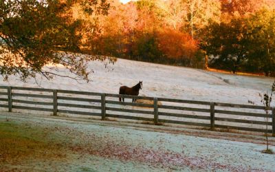 November at the Mustard Seed Project