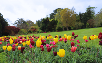 April at the Mustard Seed Project